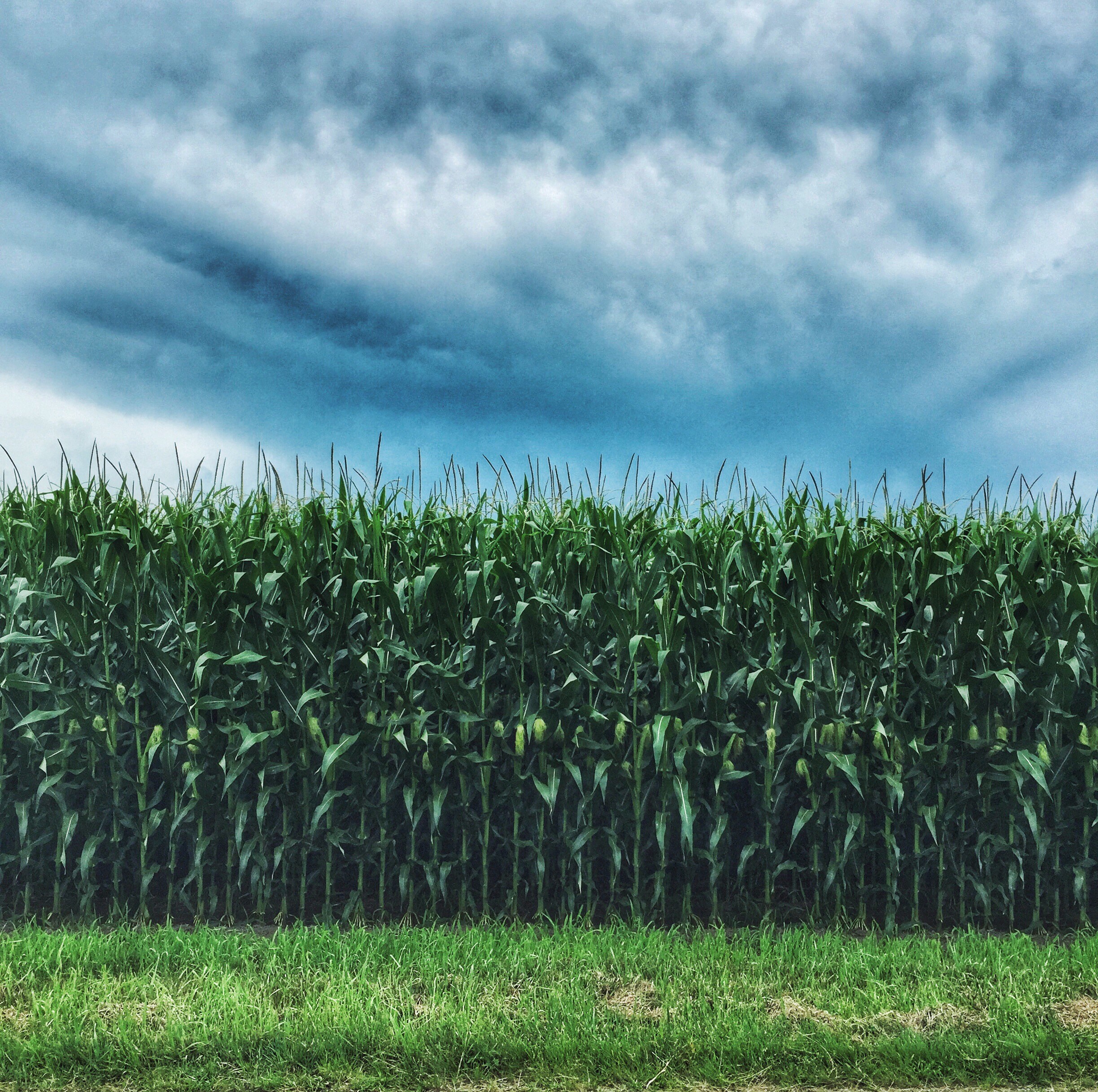 Bocker Ruff Grain LLC